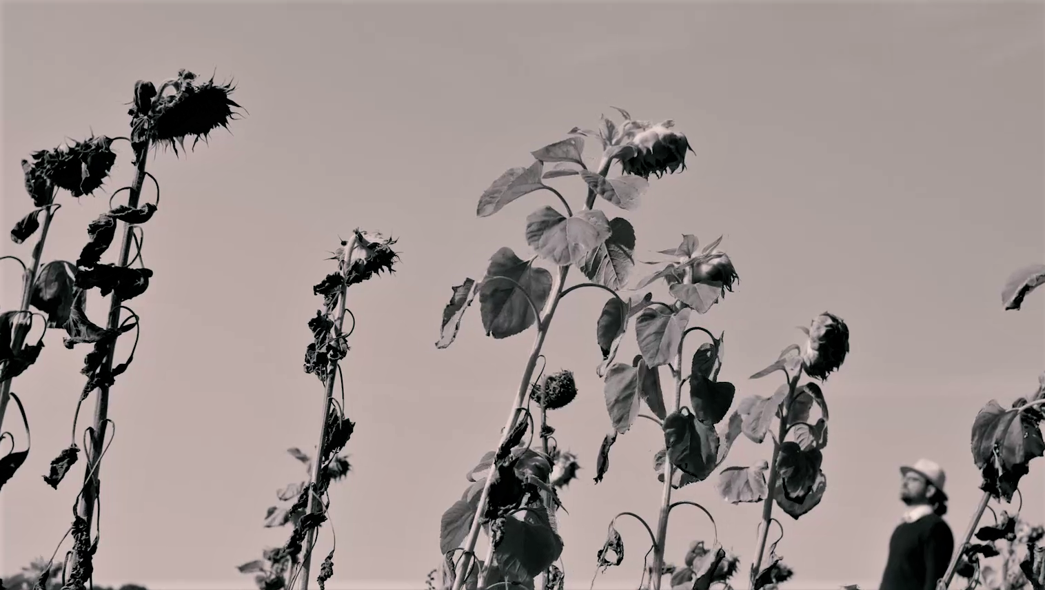 Foto von Sonnenblumen aus Konzertvideo von Filmproduktion